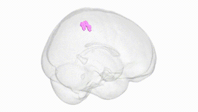 Full Brain White