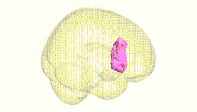 Full Brain White