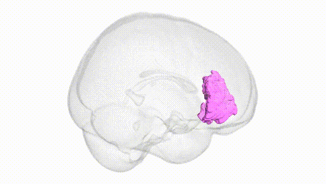 Full Brain White