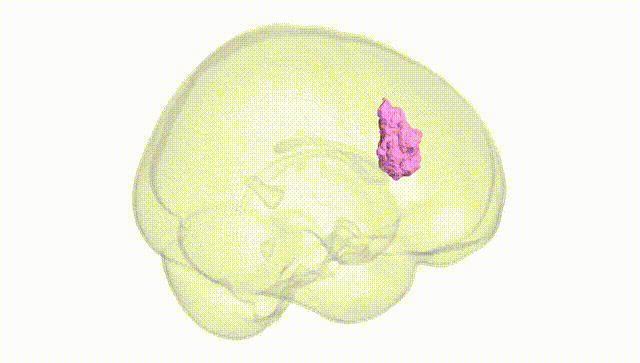 Full Brain White