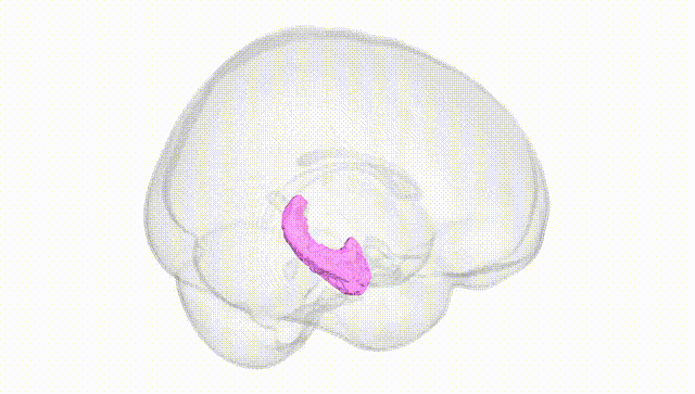 Full Brain White