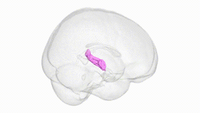 Full Brain White