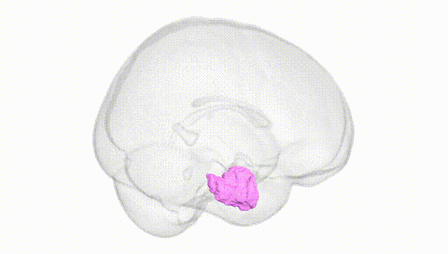 Full Brain White