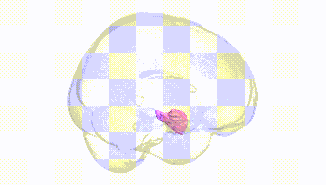 Full Brain White