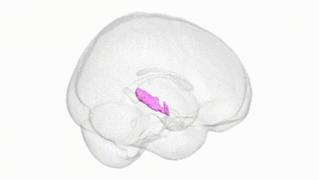 Full Brain White