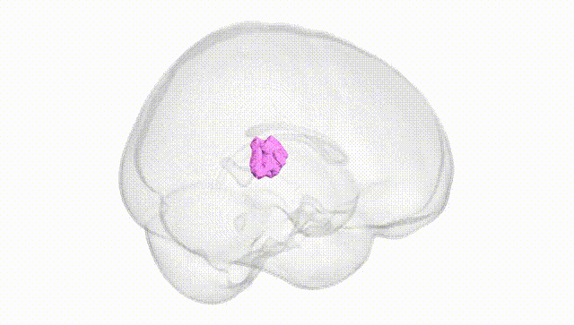 Full Brain White