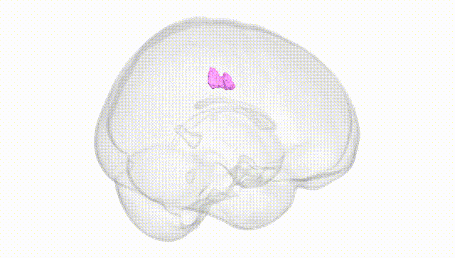 Full Brain White