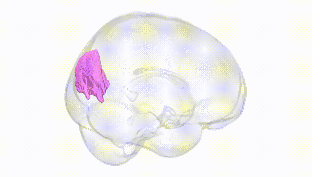 Full Brain White