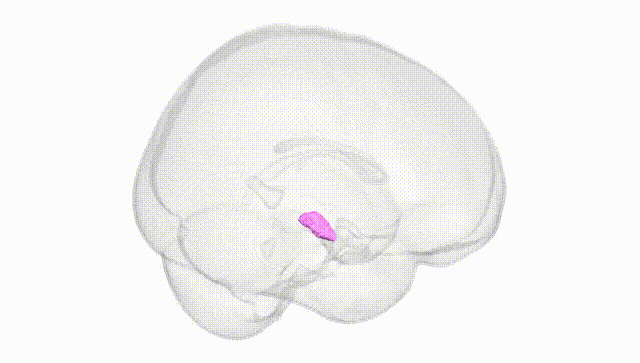 Full Brain White