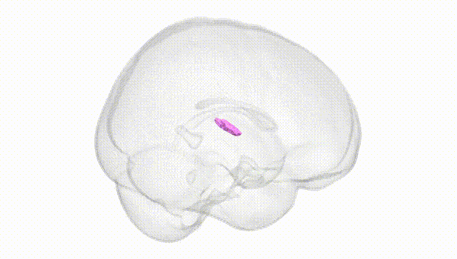 Full Brain White