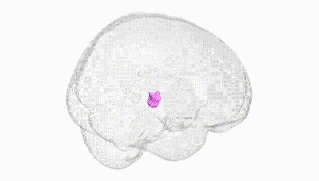 Full Brain White