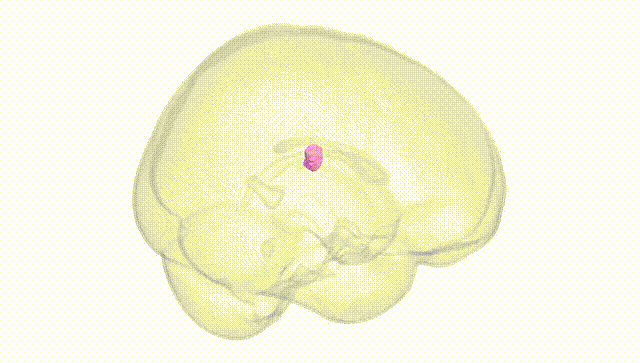 Full Brain White