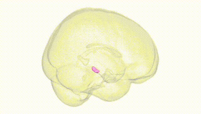 Full Brain White