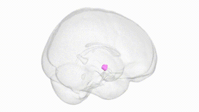 Full Brain White
