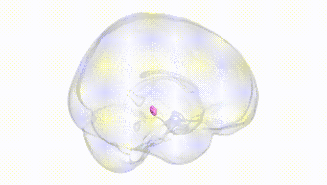 Full Brain White