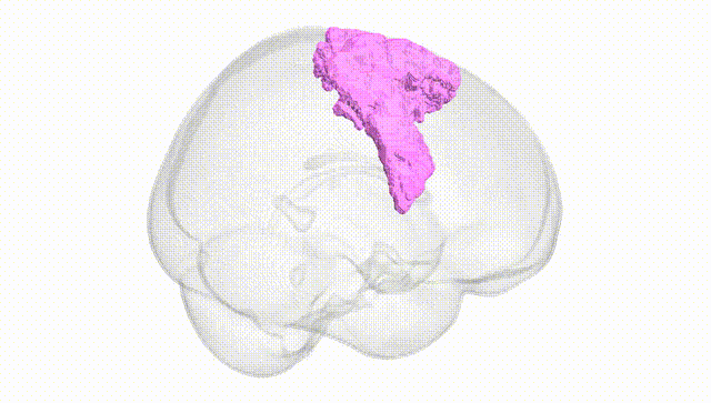 Full Brain White