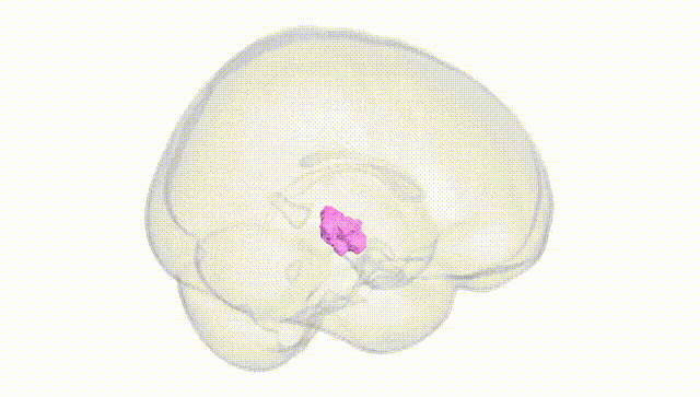 Full Brain White