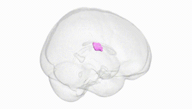 Full Brain White