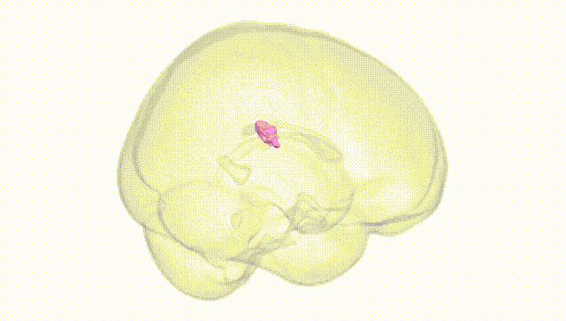 Full Brain White