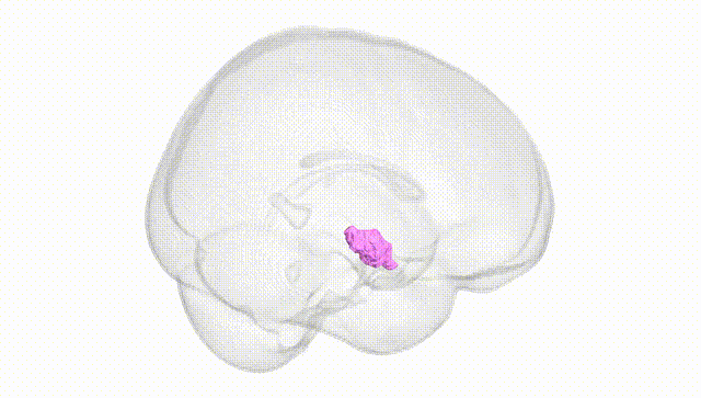 Full Brain White