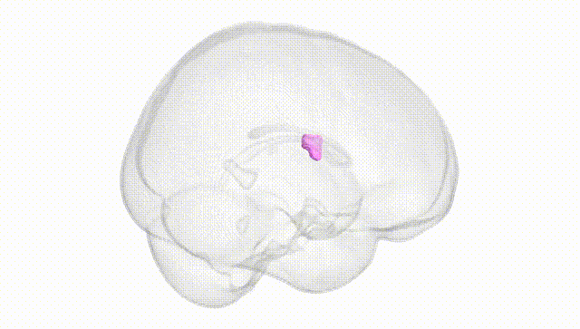 Full Brain White