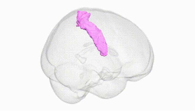 Full Brain White