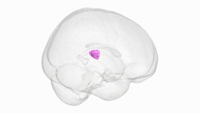 Full Brain White