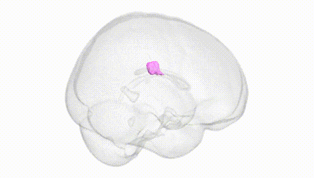 Full Brain White