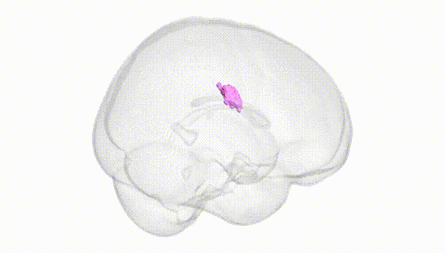 Full Brain White