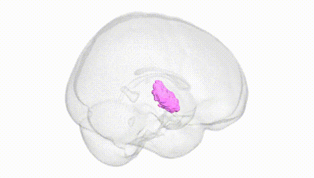 Full Brain White