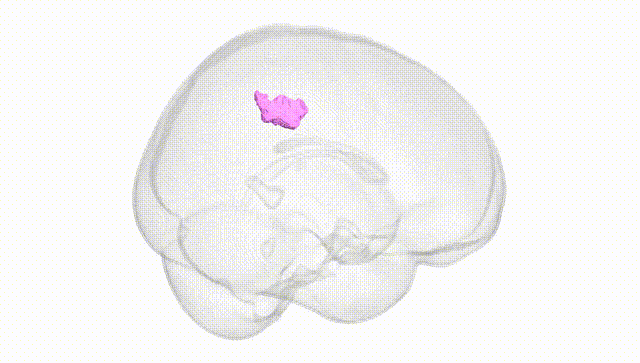 Full Brain White