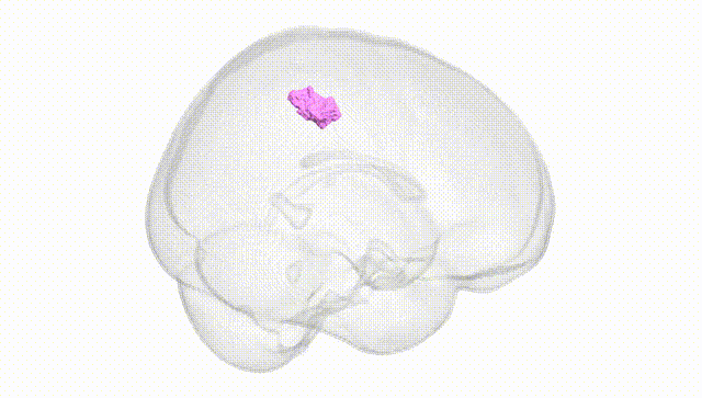 Full Brain White