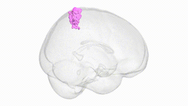 Full Brain White