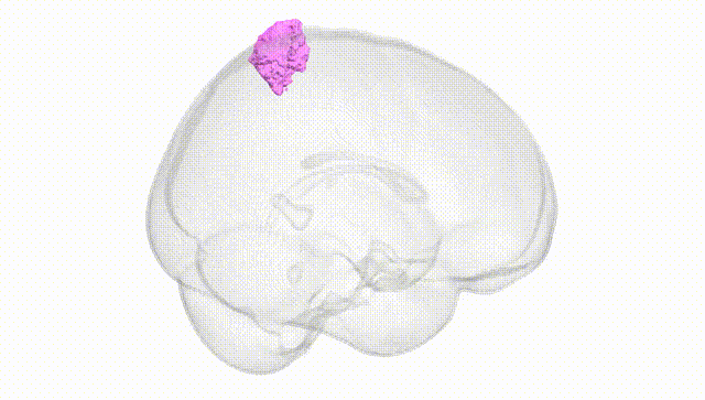 Full Brain White