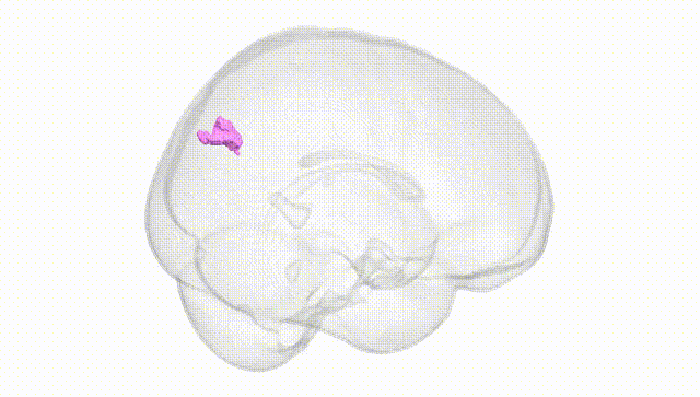 Full Brain White