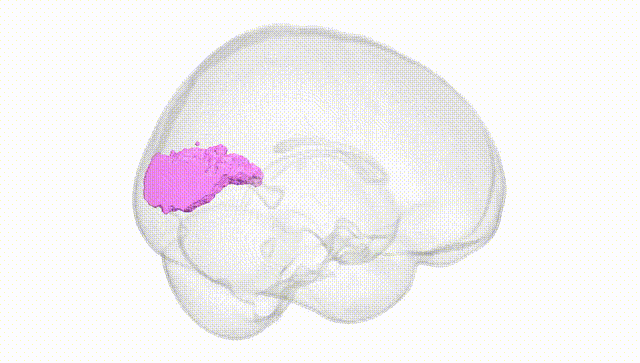Full Brain White