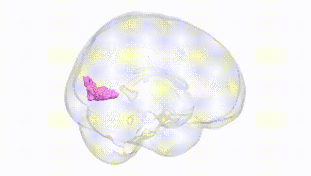 Full Brain White