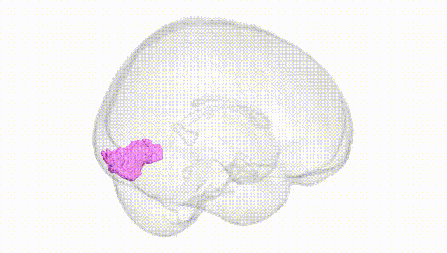 Full Brain White