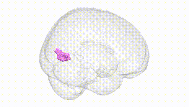 Full Brain White