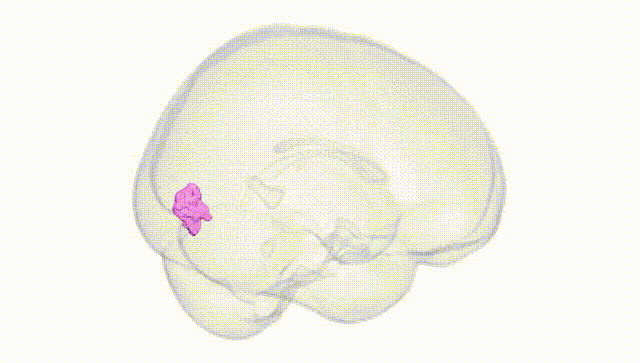 Full Brain White