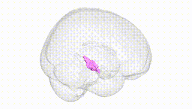 Full Brain White