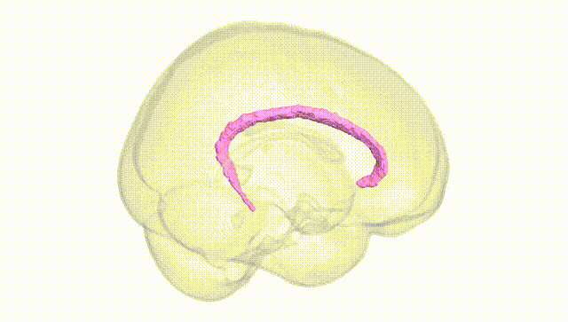 Full Brain White