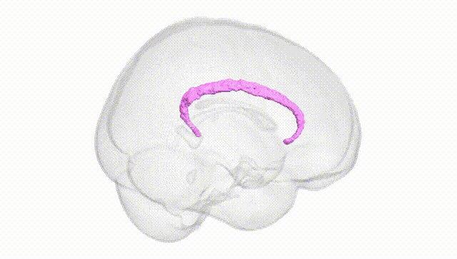 Full Brain White