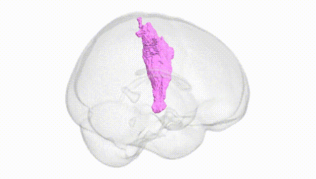 Full Brain White