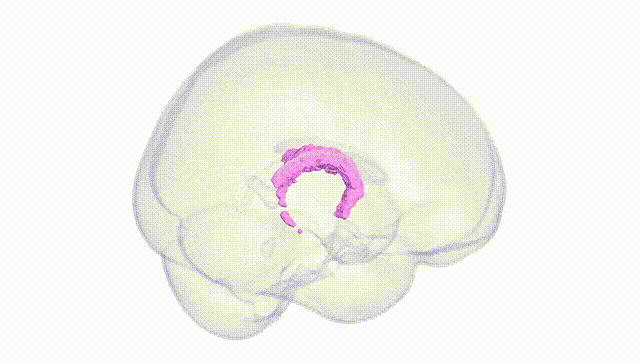 Full Brain White