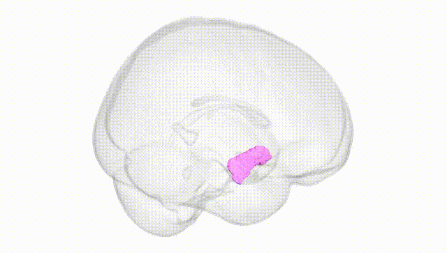 Full Brain White