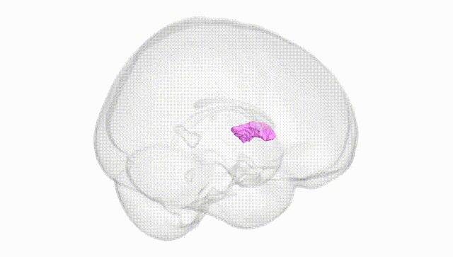 Full Brain White
