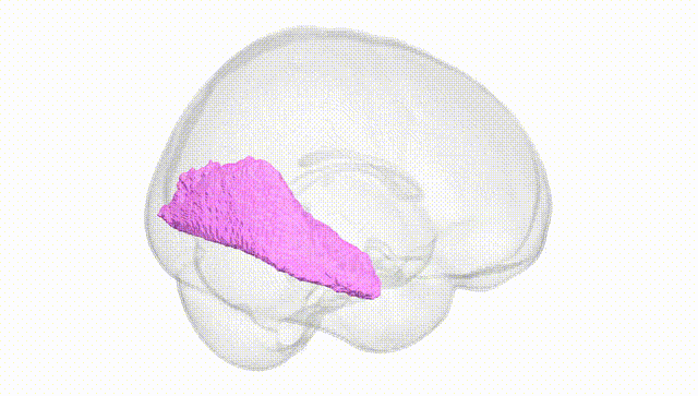 Full Brain White