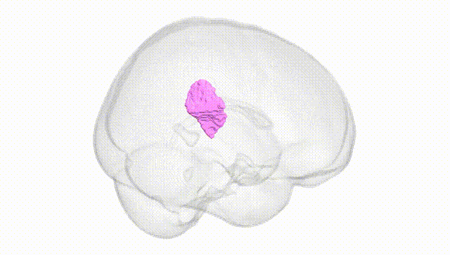 Full Brain White
