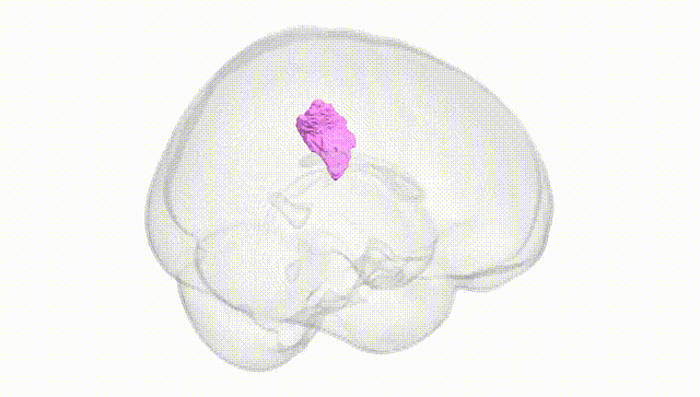 Full Brain White